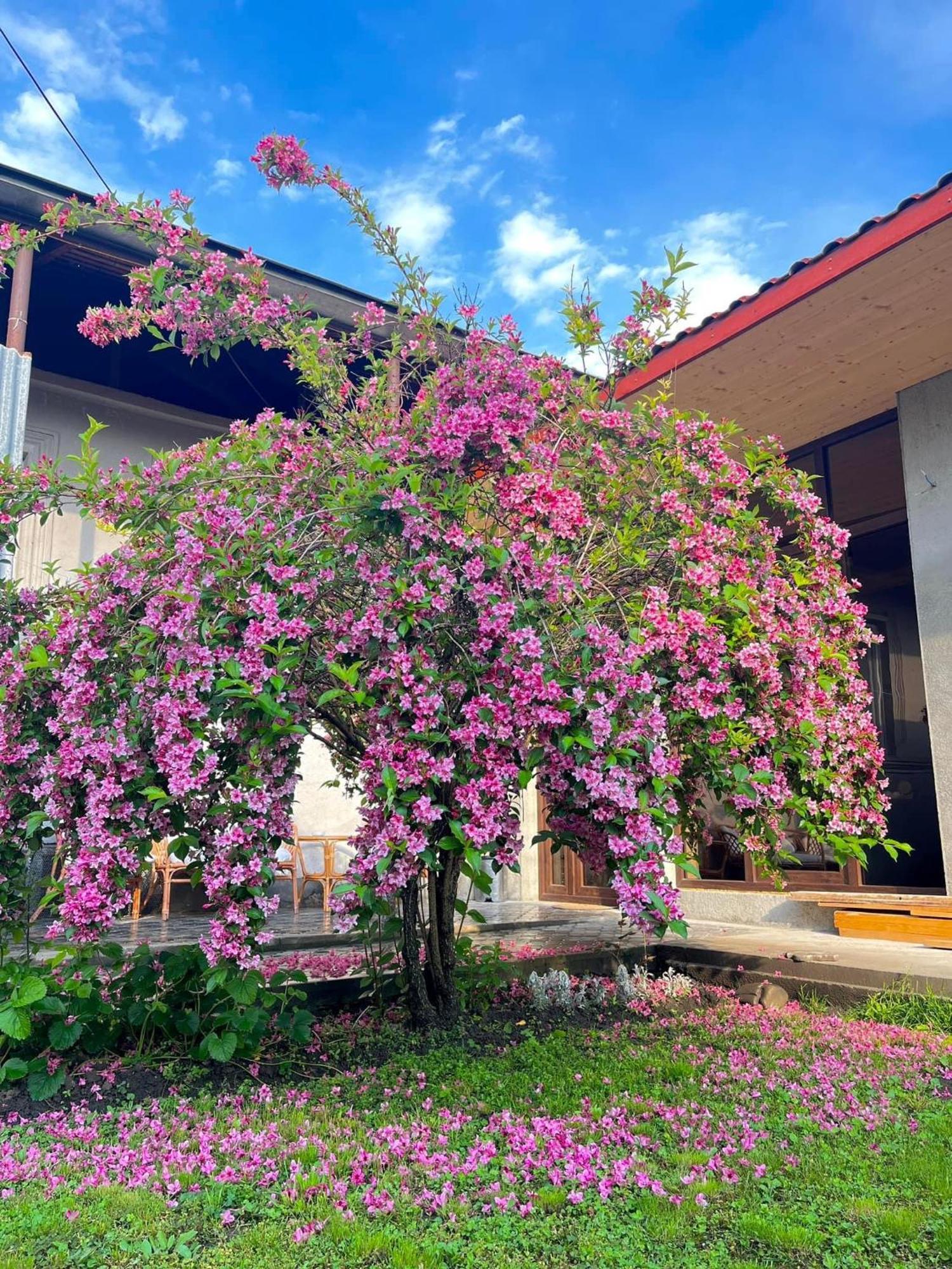 ,,Anna's Guesthouse K'vemo Alvani Eksteriør billede